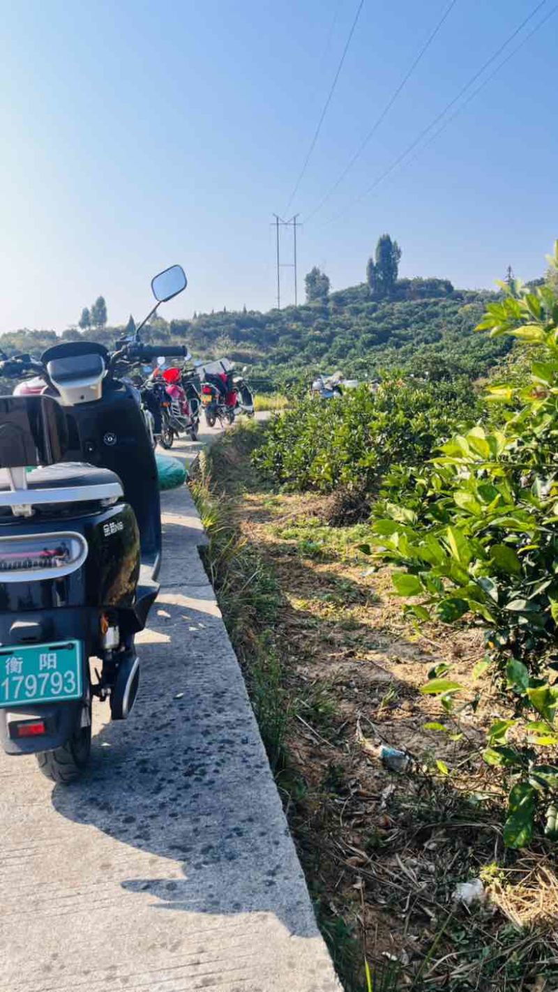 正宗湖南麻阳冰糖橙，产地直采，支持一件代发，价格美丽