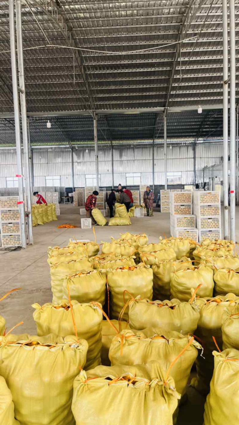 正宗湖南麻阳冰糖橙，产地直采，支持一件代发，价格美丽