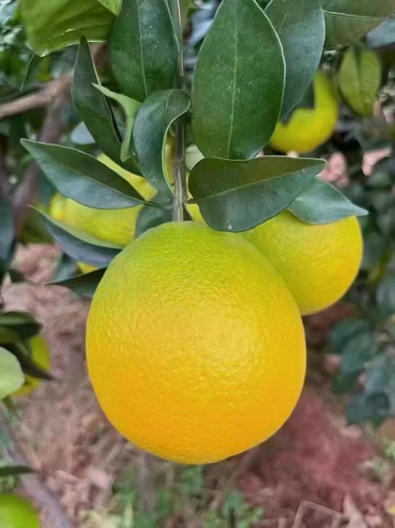 赣南脐橙