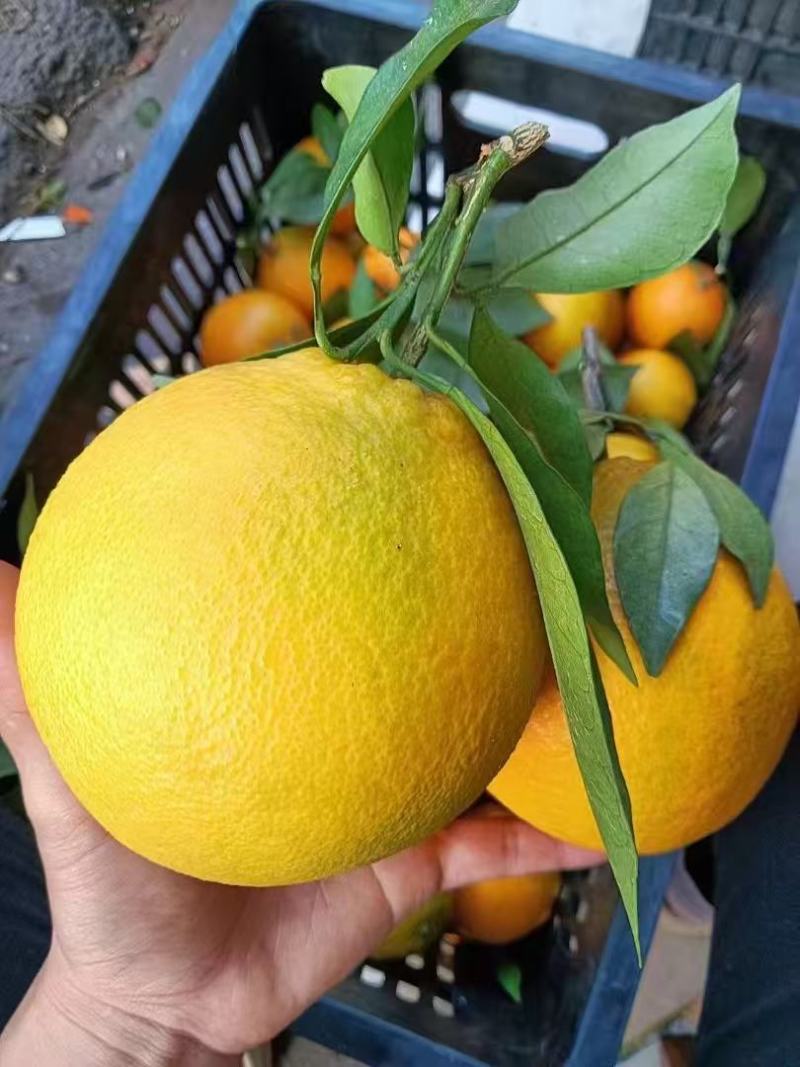 赣南脐橙