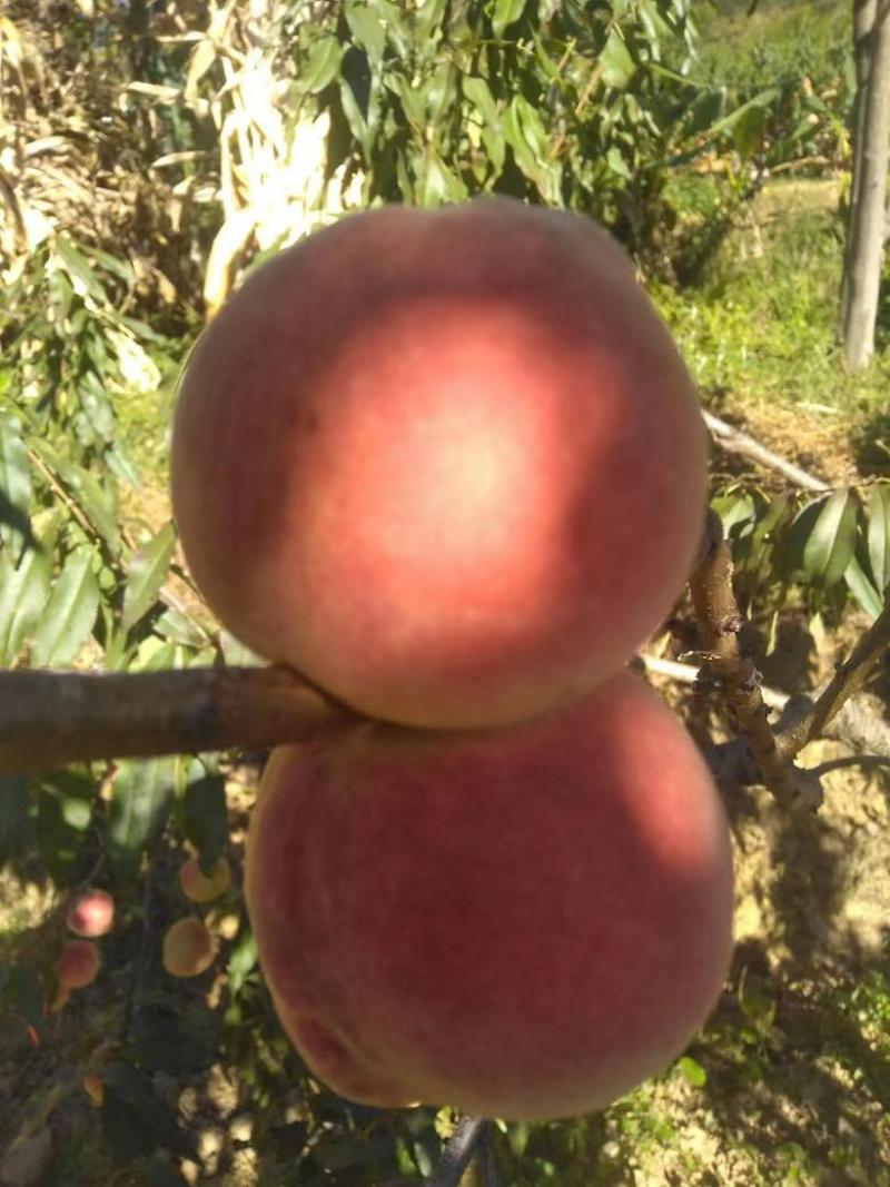 冬桃🍑