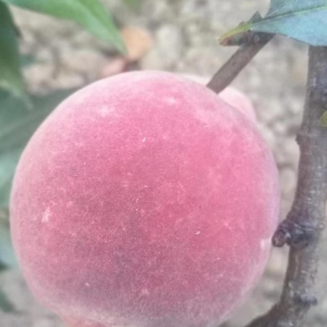 冬桃🍑