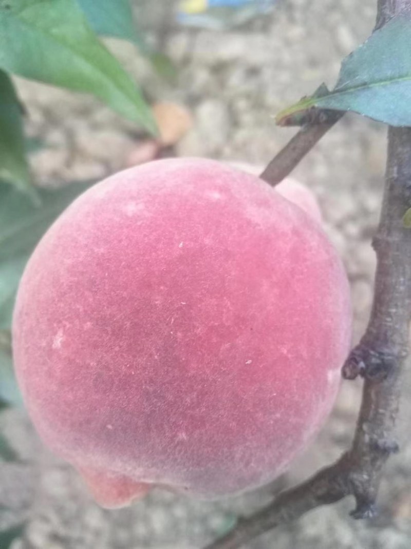 冬桃🍑