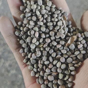 箭舌豌豆
