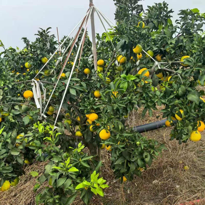赣州原产地直发团购批发一件代发电商零售送礼送长辈