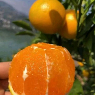 九月红果冻橙，甘甜口感好