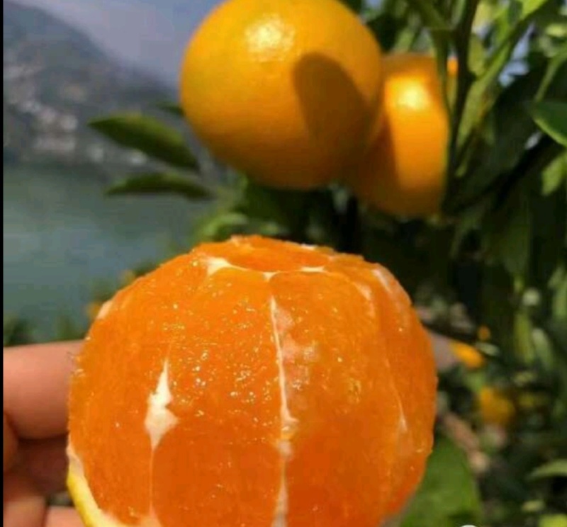 九月红果冻橙，甘甜口感好