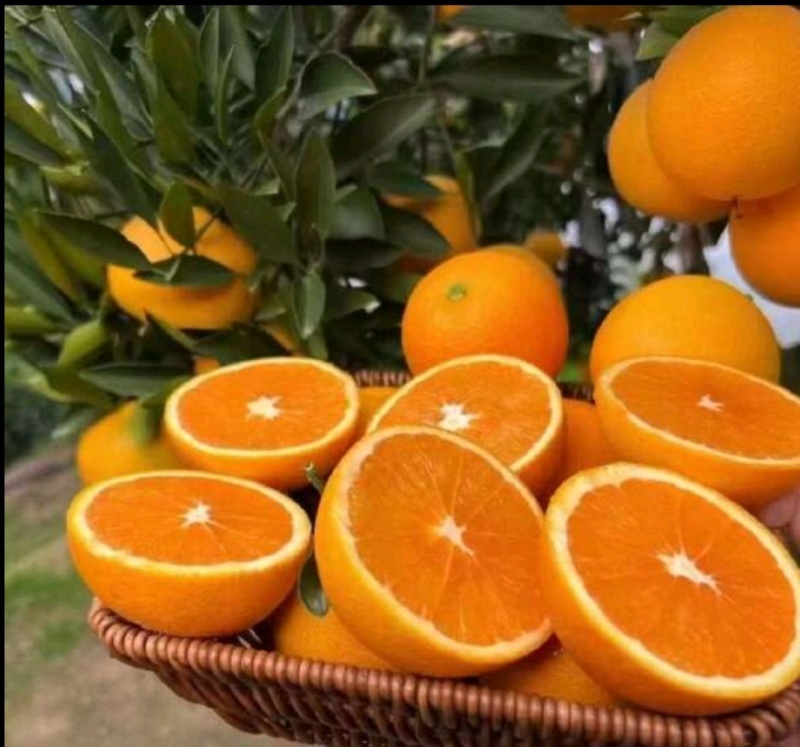 九月红果冻橙，甘甜口感好