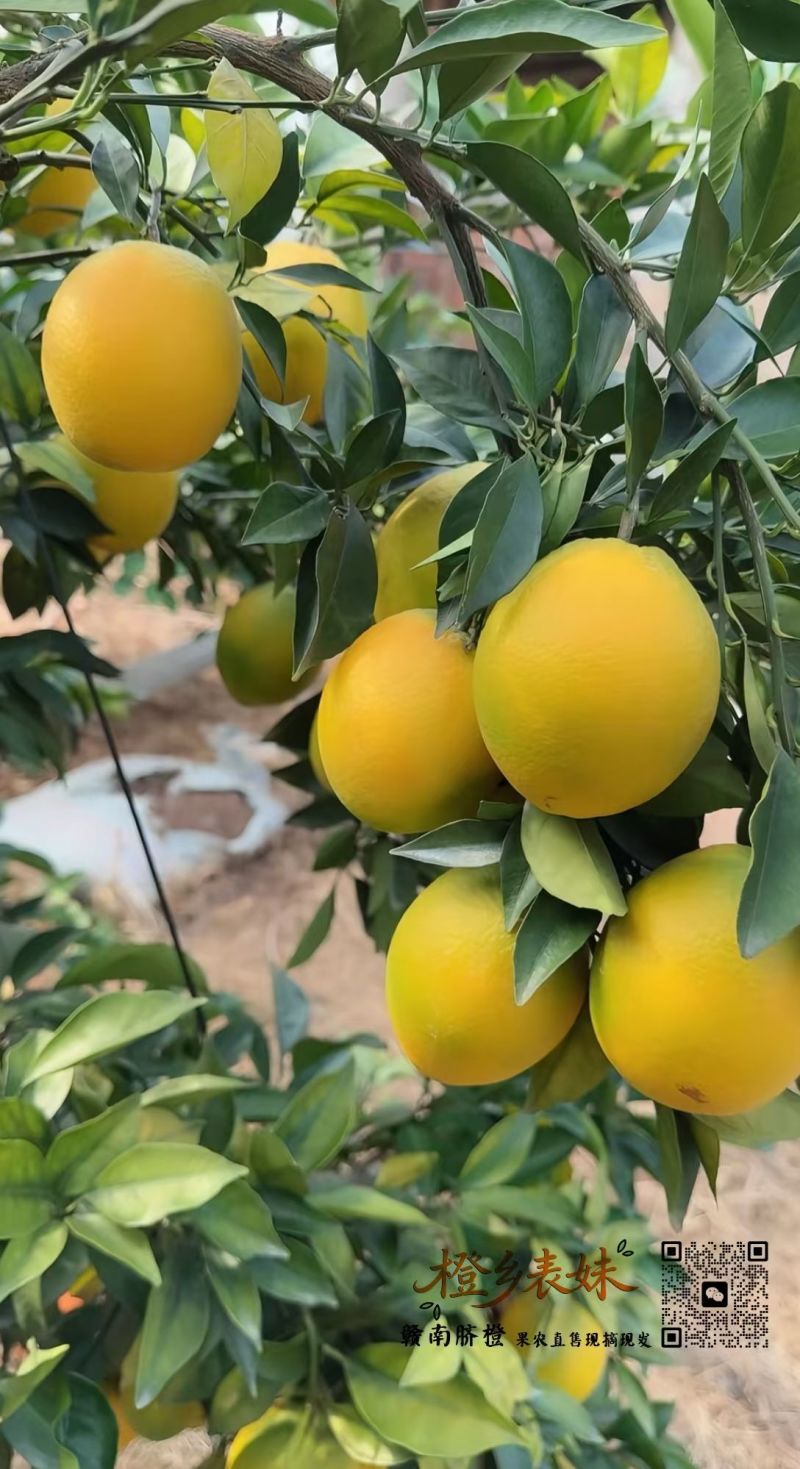 赣南脐橙