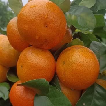 黄金甘蔗，黑皮甘蔗金秋沙糖桔，沃柑