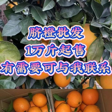 广西富川脐橙