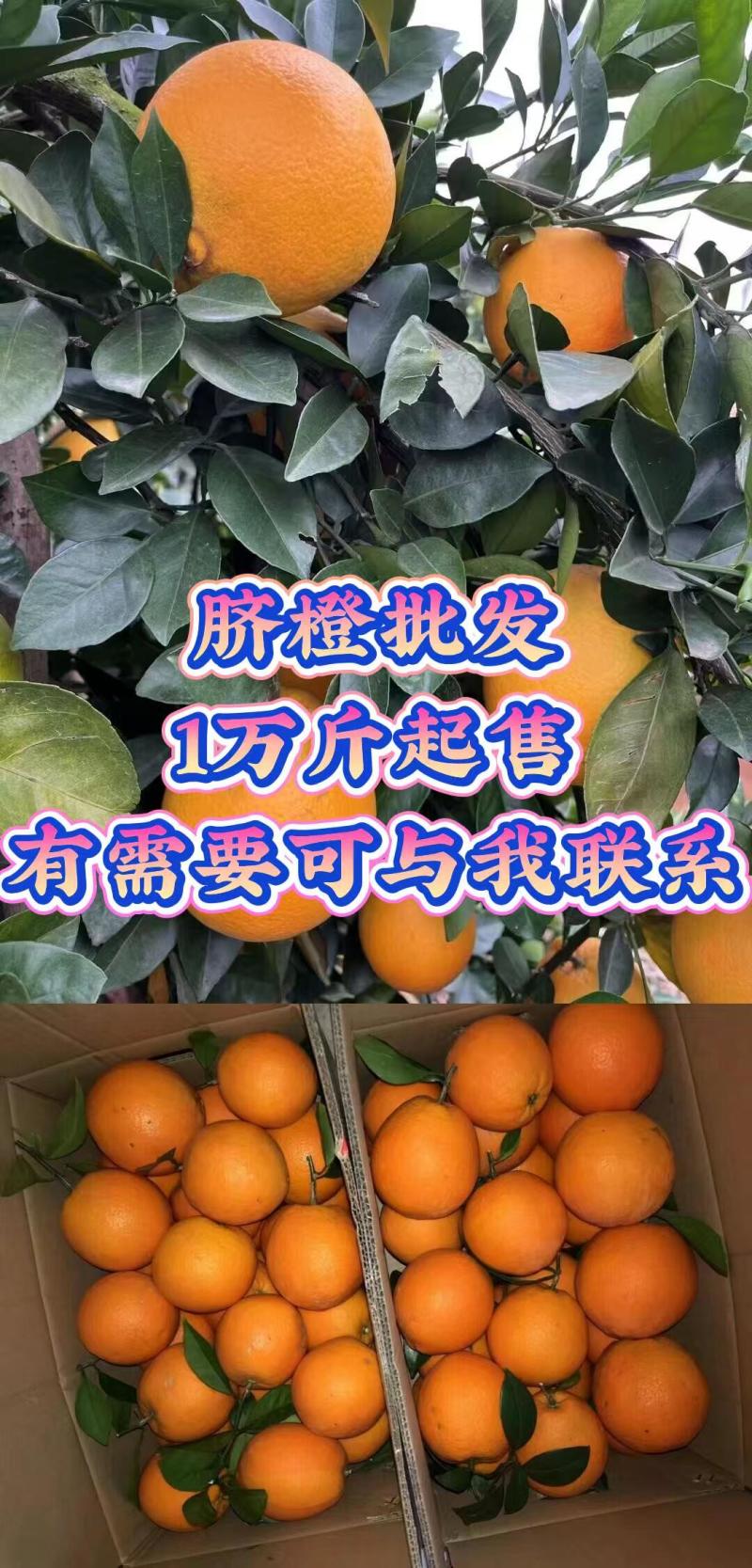 广西富川脐橙