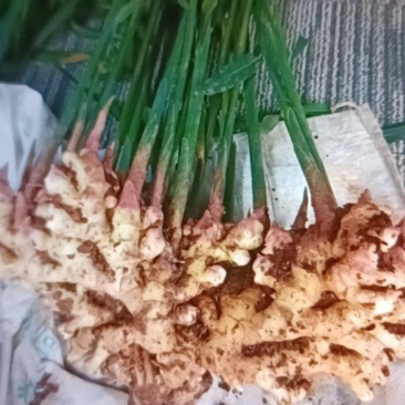 云南小黄姜