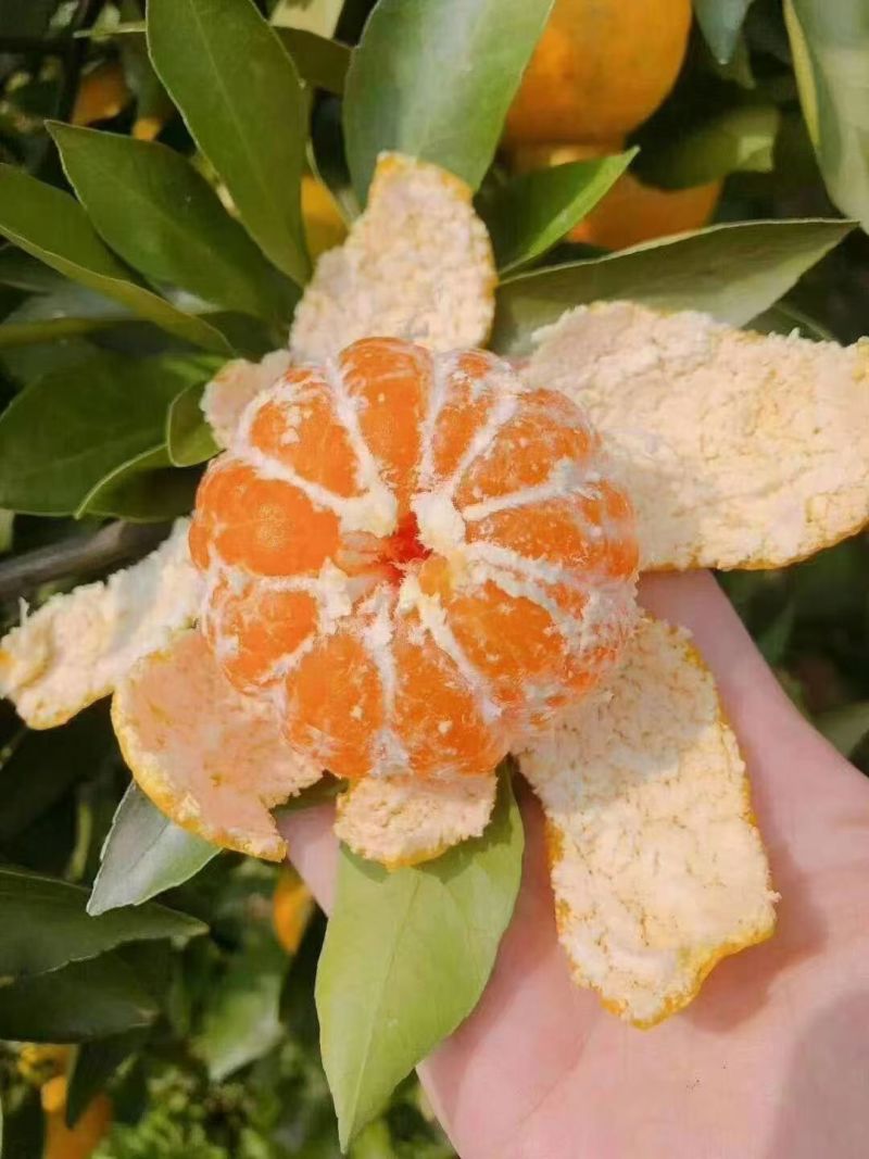 湖南常德石门蜜桔
