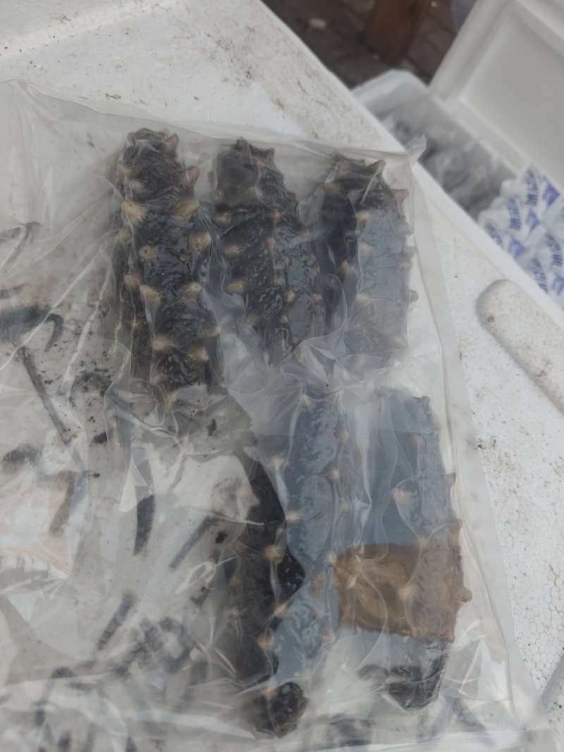即食海参