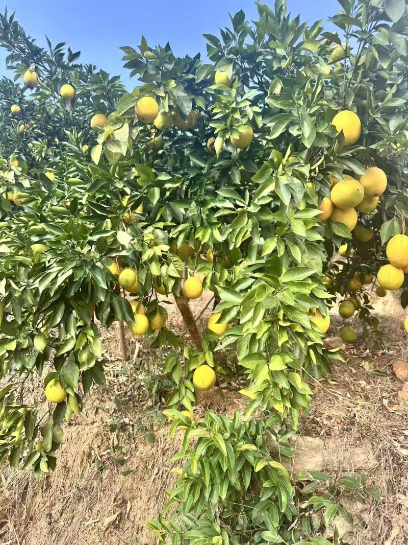 纽荷尔赣南脐橙