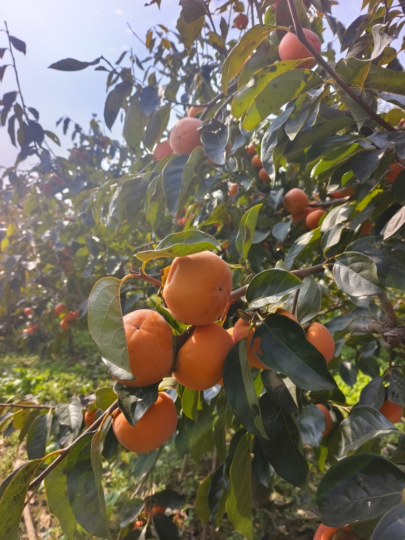 阳丰脆柿