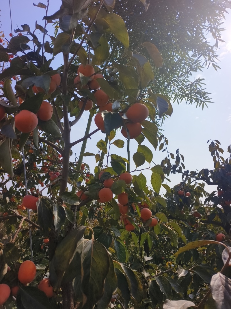 阳丰脆柿
