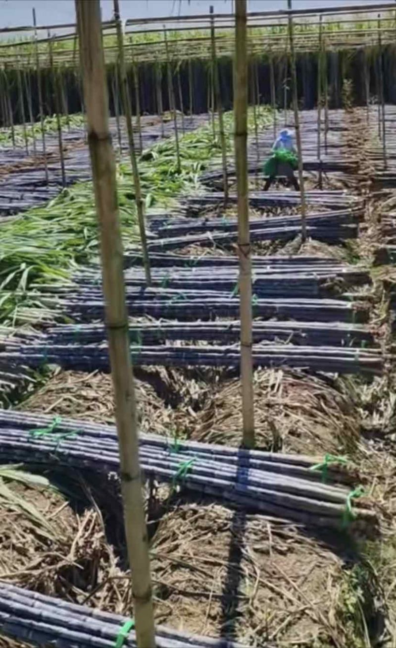 广西黑皮水果甘蔗，甜脆多汁条子均匀糖度18+产地直发