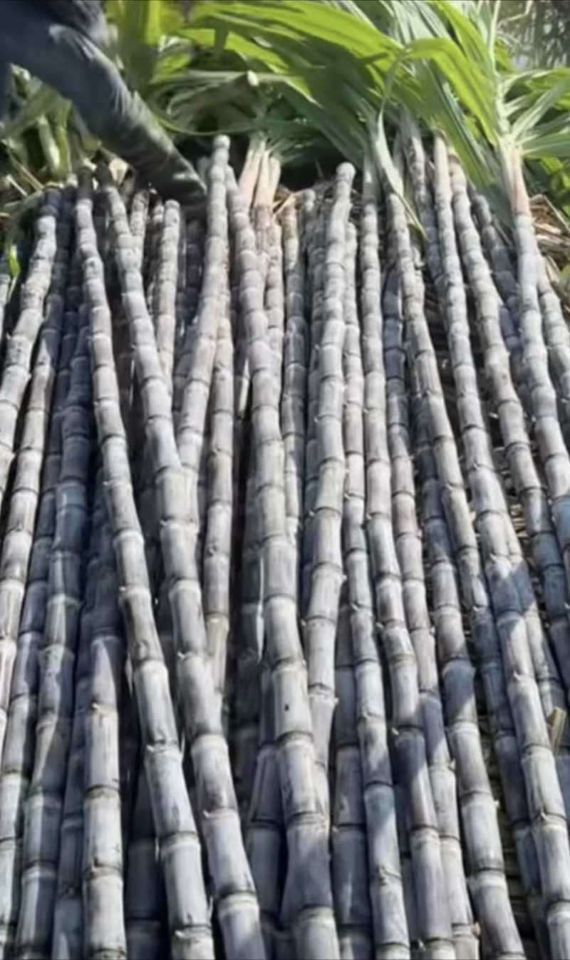 广西黑皮水果甘蔗，甜脆多汁条子均匀糖度18+产地直发