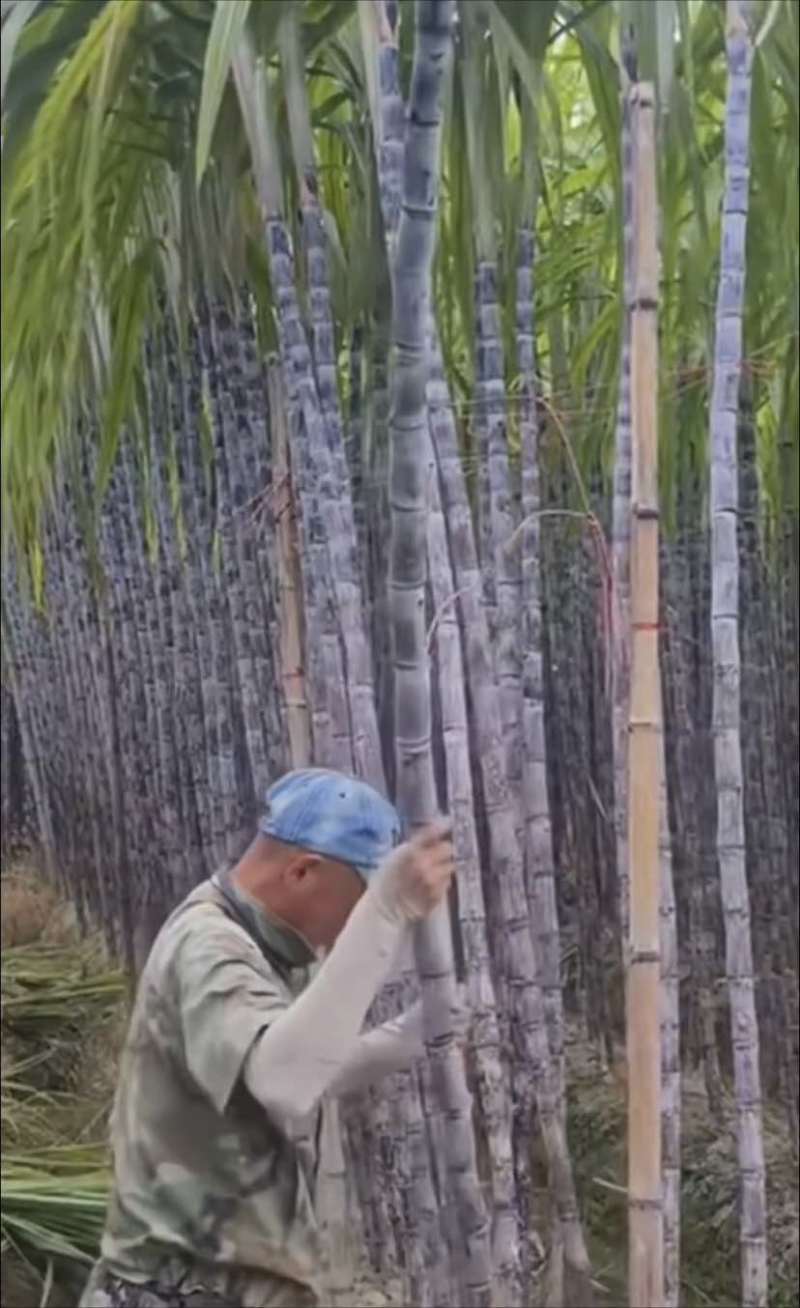广西黑皮水果甘蔗，甜脆多汁条子均匀糖度18+产地直发