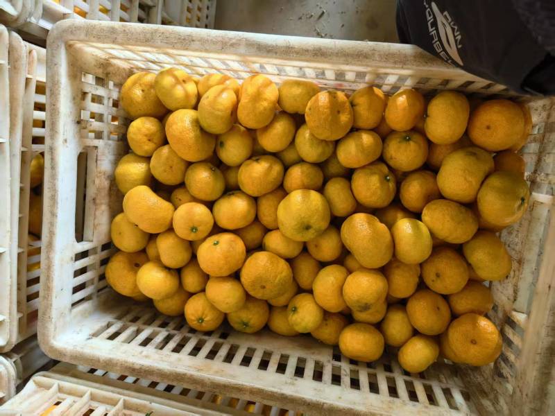 江西新余柑橘