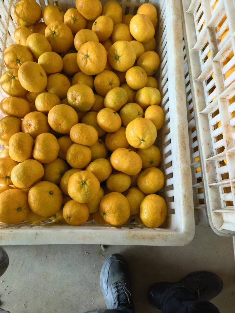 江西新余柑橘