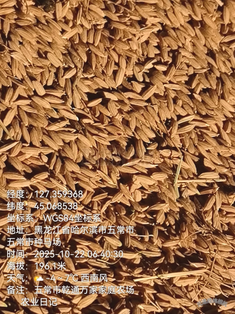 黑龙江省五常市原粮稻花香大米农户自产饼肥酵素生态种植