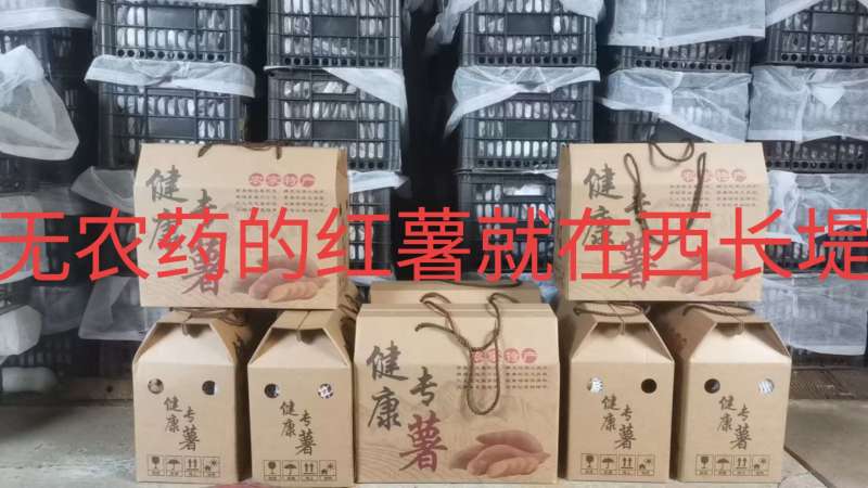 西长堤红薯
