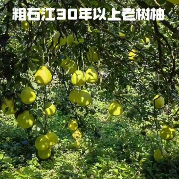 江永香柚