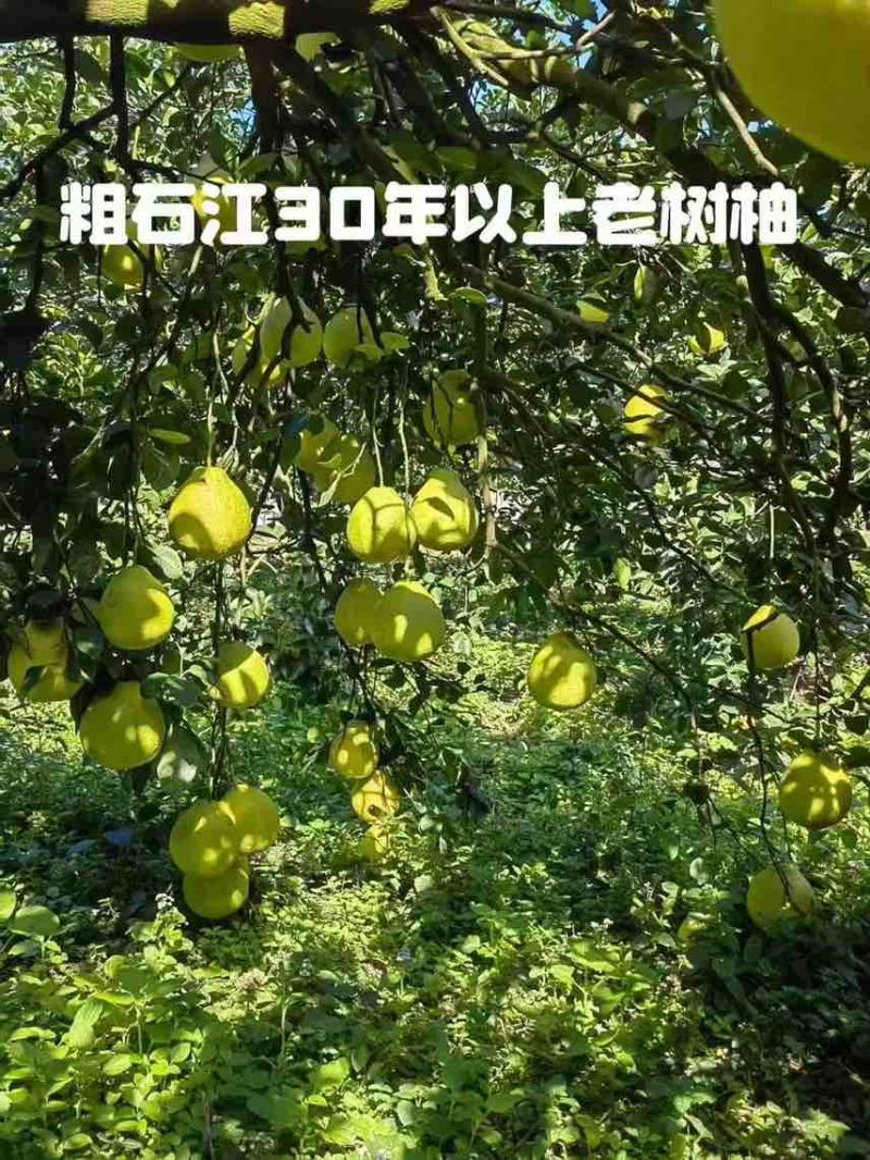 江永香柚