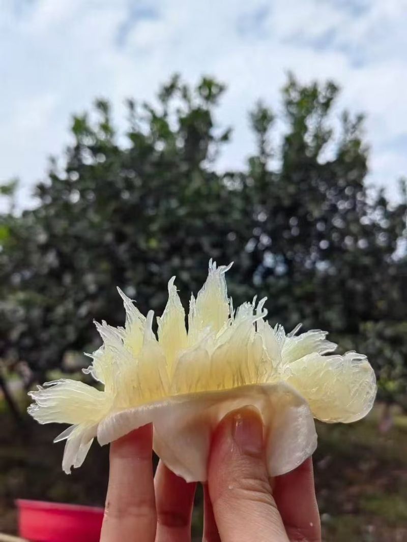江永香柚