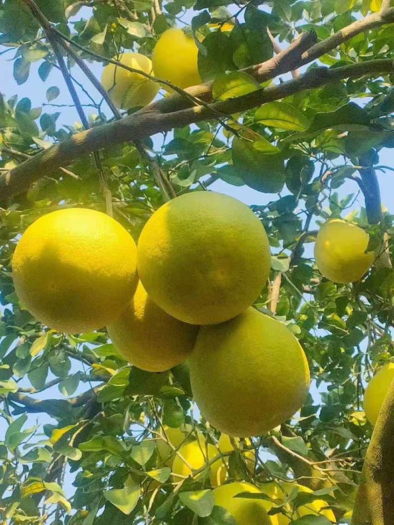 江永香柚