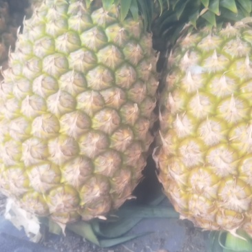 西瓜凤梨