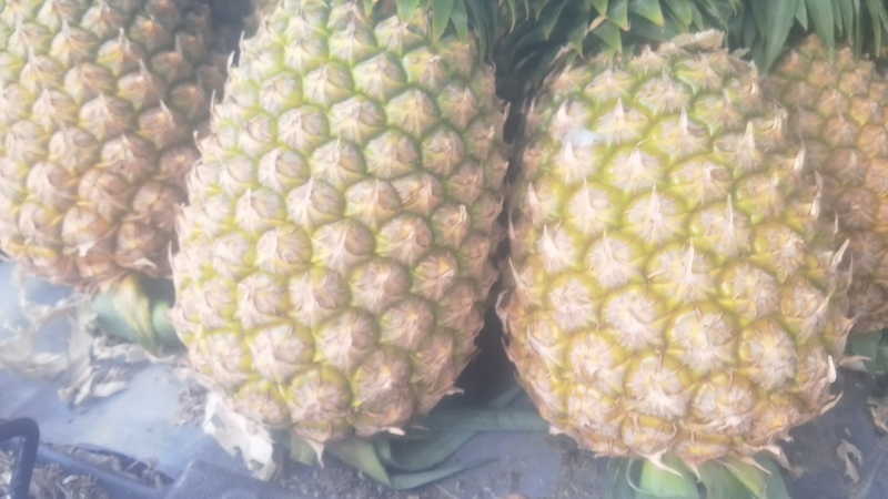 西瓜凤梨