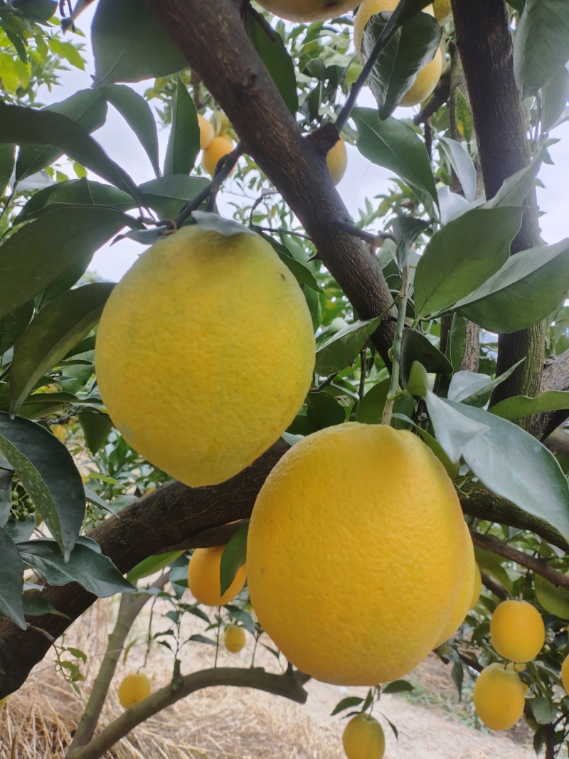 脐橙