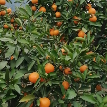 湖南石门柑橘