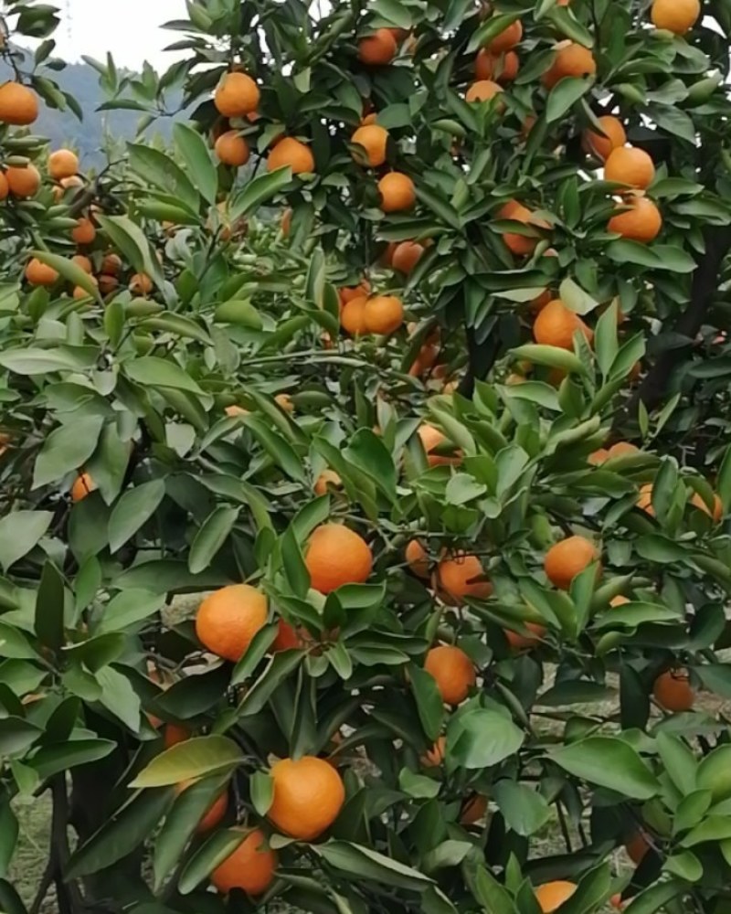湖南石门柑橘