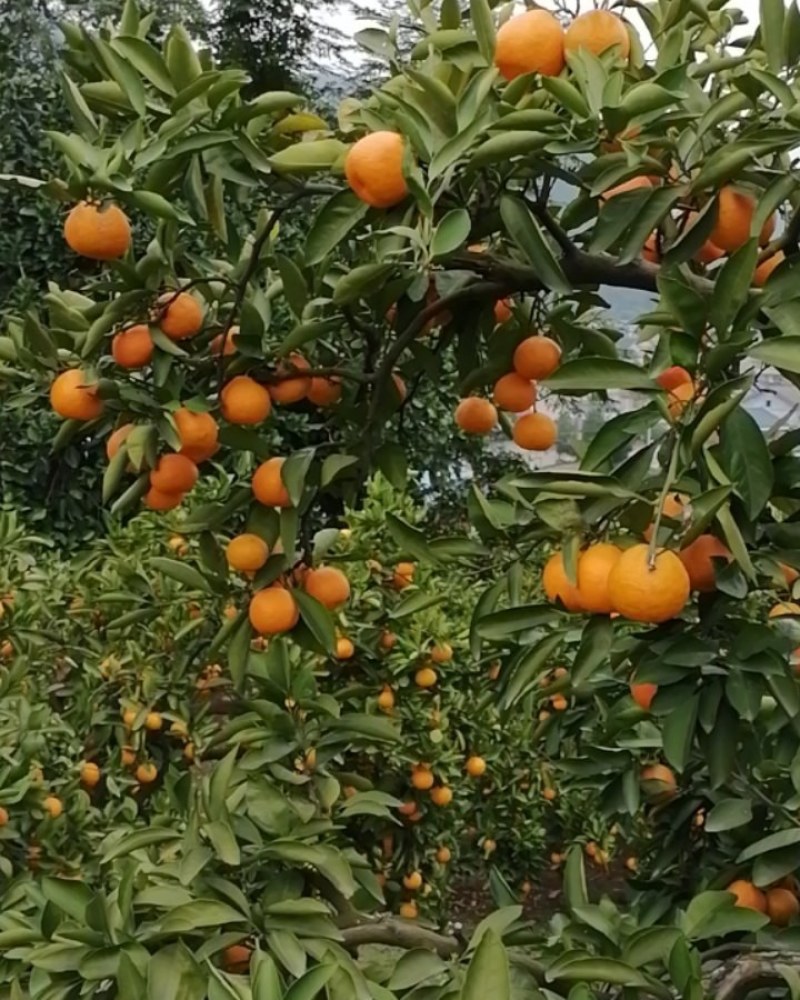 湖南石门柑橘