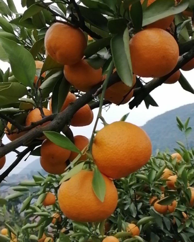 湖南石门柑橘