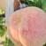映霜红桃🍑