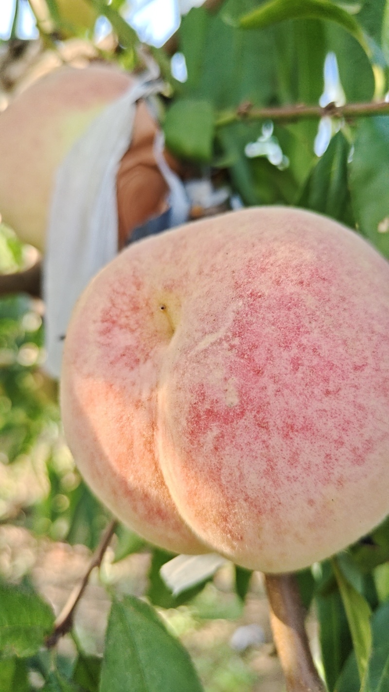 映霜红桃🍑