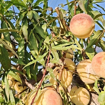 映霜红桃🍑