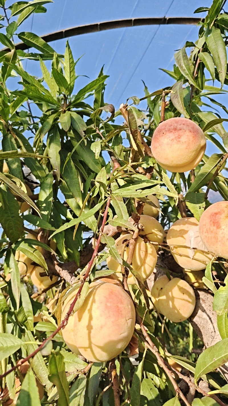 映霜红桃🍑