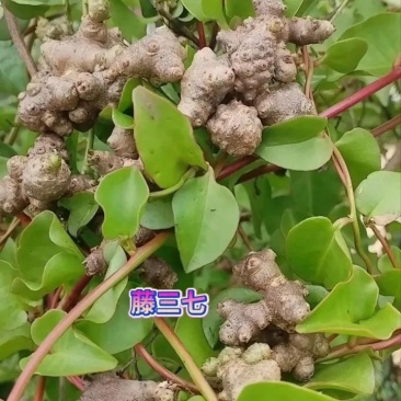 藤三七