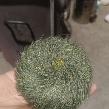猪宝