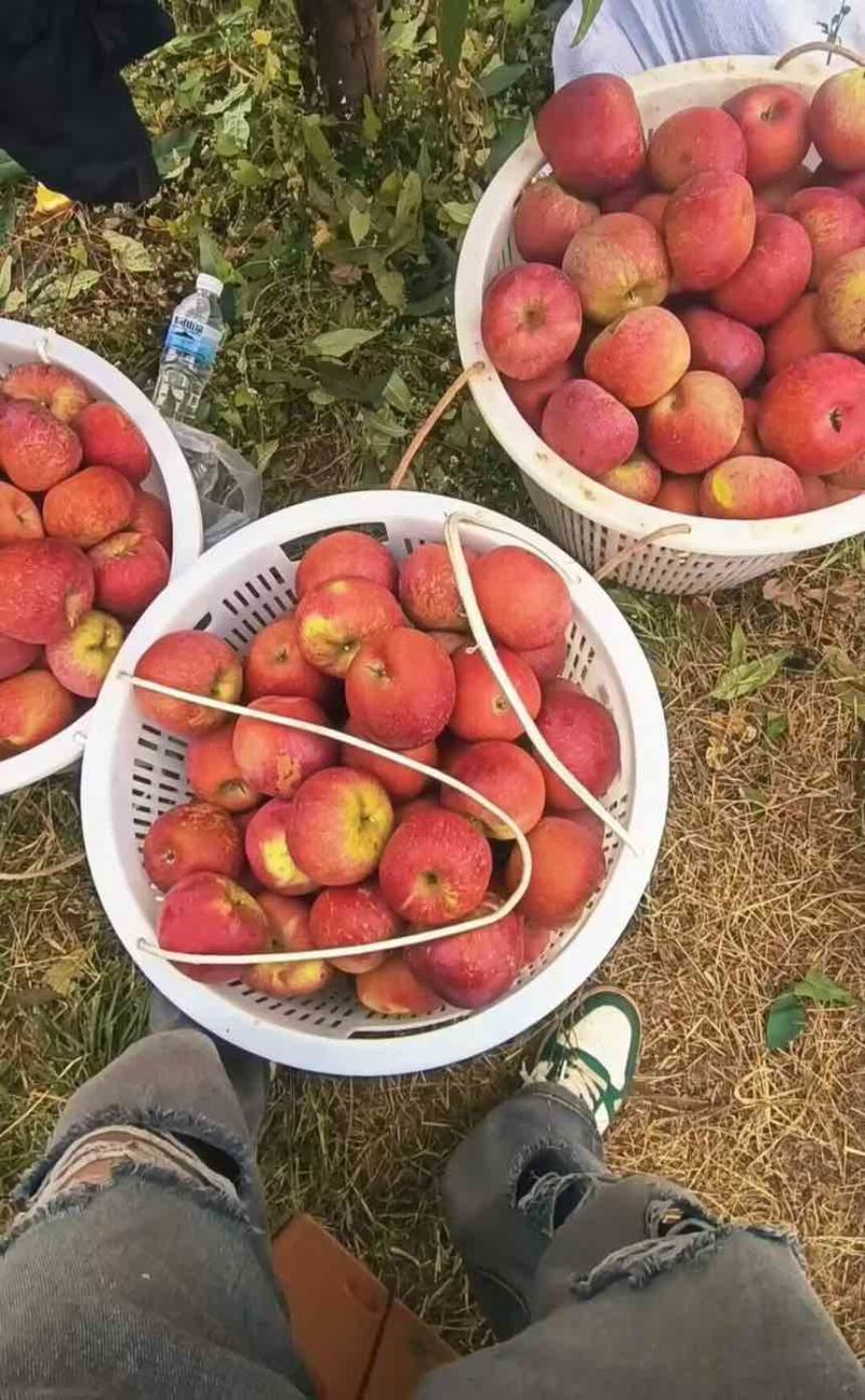 大凉山盐源糖心丑苹果