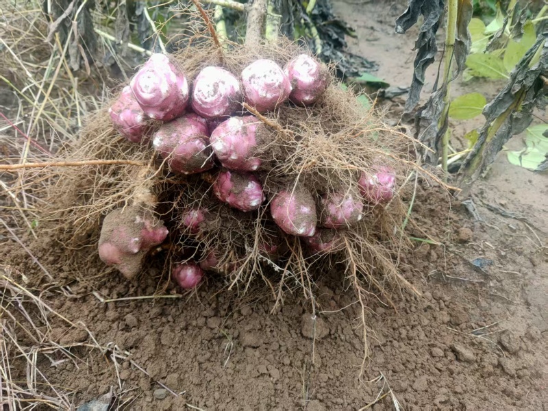 红皮菊芋