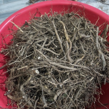 木姜子根