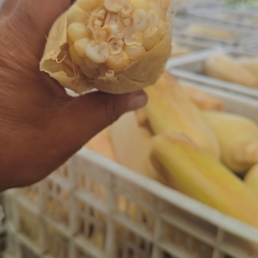 唐山地区糯玉米。